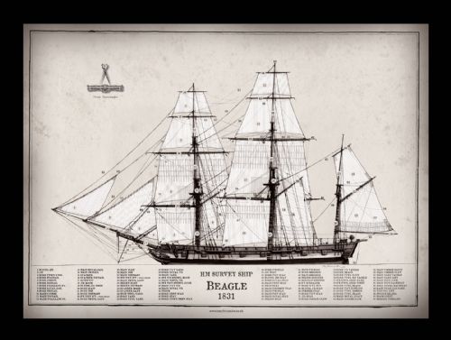 12) HM Survey Ship Beagle 1831 by Tony Fernandes - signed open print